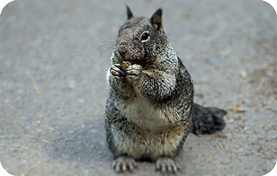 Восточная серая древесная белка (Sciurus carolinensis) Восточная серая древесная белка (Sciurus carolinensis)