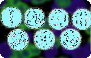 Мир бактерий (Бактерии)