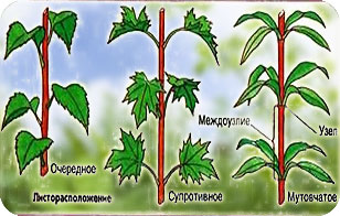 Побег и почки Побег и почки