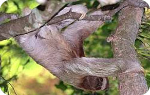 Ленивцы (Bradypodidae) Ленивцы (Bradypodidae)