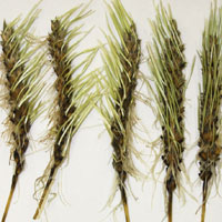 Ценные свойства гибрида пшеницы и пырея